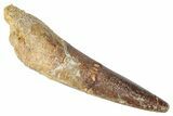 Fossil Spinosaurus Tooth - Real Dinosaur Tooth #346288-1